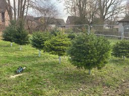 Weihnachtsbaumverkauf